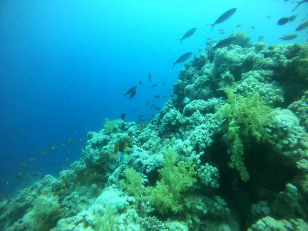 Arrecife Coral Plantas Agua Mar Rojo Eilat Israel —  Fotos de Stock