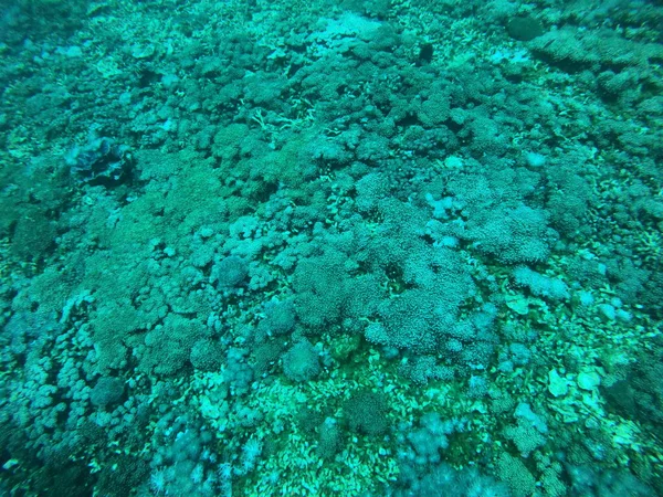 紅海のサンゴ礁と水生植物 エイラートイスラエル — ストック写真