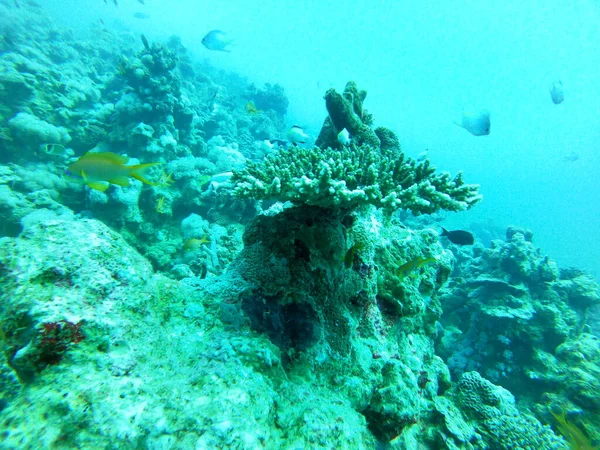 Коралловые Рифы Водные Растения Красном Море Эйлат Израиль — стоковое фото