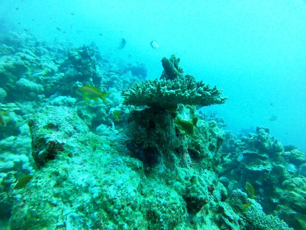 Korallrev Och Vattenväxter Röda Havet Eilat Israel — Stockfoto