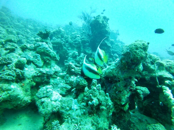 Coral Reef Water Plants Red Sea Eilat Israel — Stock Photo, Image