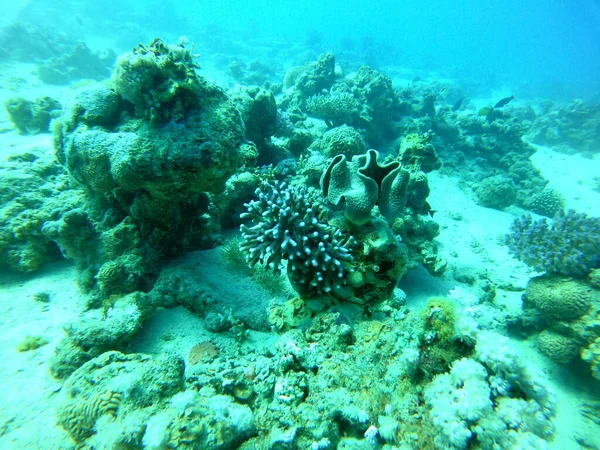 Arrecife Coral Plantas Agua Mar Rojo Eilat Israel —  Fotos de Stock