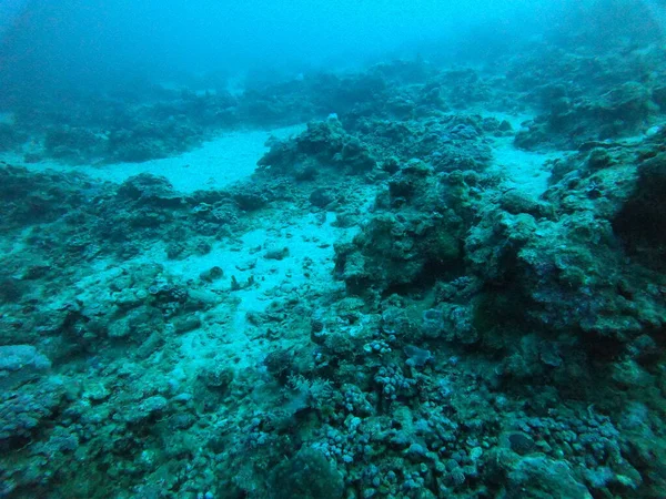 Coral Reef Water Plants Red Sea Eilat Israel — Stock Photo, Image