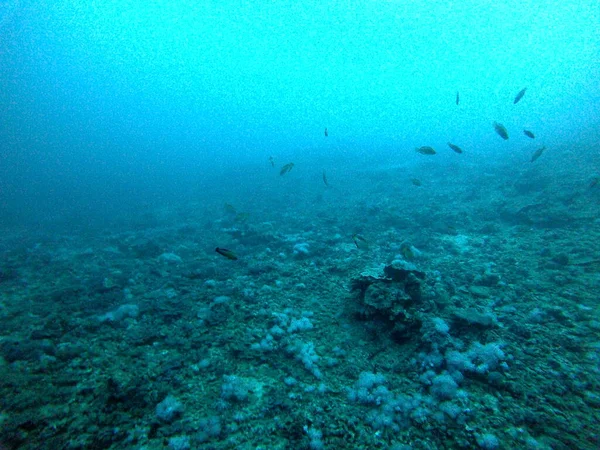 以色列埃拉特红海的珊瑚礁和水生植物 — 图库照片