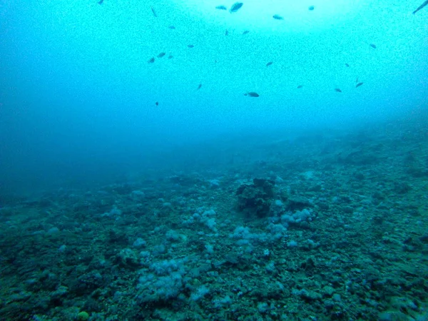 紅海のサンゴ礁と水生植物 エイラートイスラエル — ストック写真