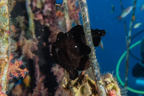 Poissons Nageant Dans Mer Rouge Poissons Colorés Eilat Israël — Photo