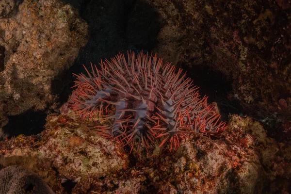 Коралловые Рифы Водные Растения Красном Море Эйлат Израиль — стоковое фото