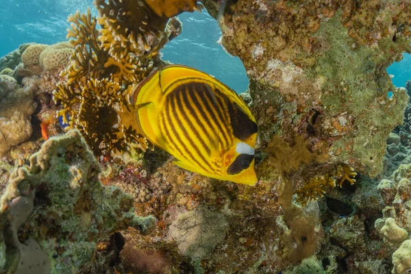 Halak Úszás Vörös Tengeren Színes Halak Eilat Izrael — Stock Fotó