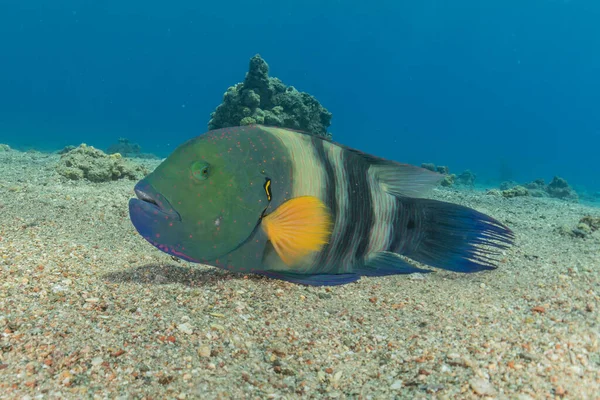 Fish Swimming Red Sea Colorful Fish Eilat Israel — 스톡 사진