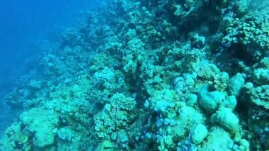 Kızıldeniz 'deki mercan resifi ve su bitkileri, Eilat Israel