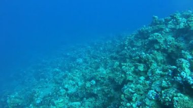 Kızıldeniz 'deki mercan resifi ve su bitkileri, Eilat Israel