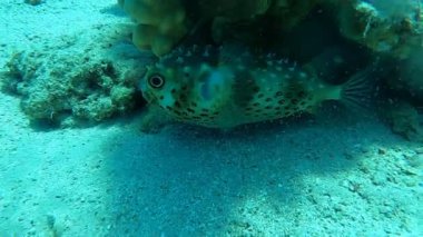 Kızıl Denizde yüzen balıklar, renkli balıklar, Eilat İsrail