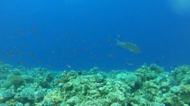 Kızıldeniz 'deki mercan resifi ve su bitkileri, Eilat Israel