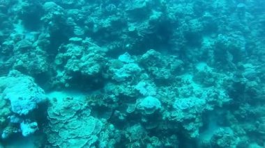 Kızıldeniz 'deki mercan resifi ve su bitkileri, Eilat Israel