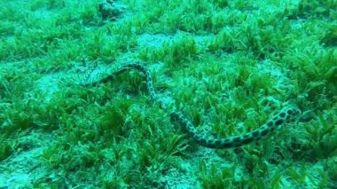 Kızıl Deniz 'deki Kaplan Yılan Yılanı. Renkli ve güzel, Eilat Israel.
