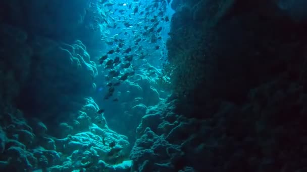 Peces Nadando Mar Rojo Peces Coloridos Eilat Israel — Vídeo de stock