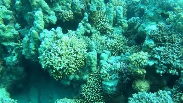 Rafa Koralowa Rośliny Wodne Morzu Czerwonym Eilat Israel — Wideo stockowe