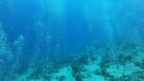 Koraalrif Waterplanten Rode Zee Eilat Israël — Stockvideo