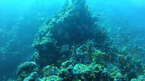 Rafa Koralowa Rośliny Wodne Morzu Czerwonym Eilat Israel — Wideo stockowe