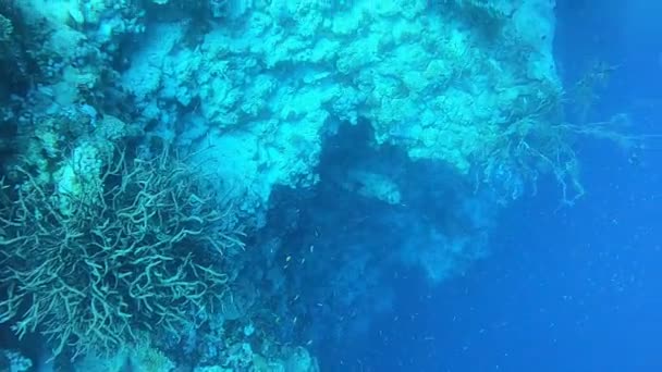 Κοραλλιογενή Ύφαλο Και Φυτά Νερού Στην Ερυθρά Θάλασσα Eilat Ισραήλ — Αρχείο Βίντεο