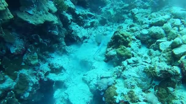 Плямисто Блакитний Скат Морському Дні Червоному Морі — стокове відео