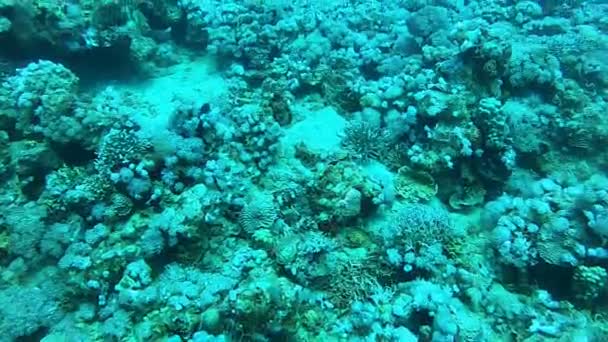 Kızıldeniz Deki Mercan Resifi Bitkileri Eilat Israel — Stok video
