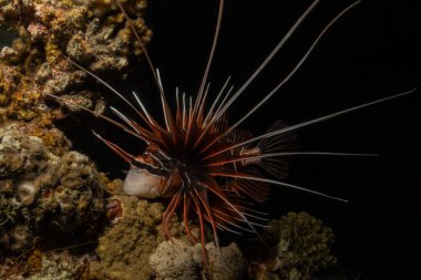 Kızıl Deniz 'deki aslan balığı renkli balık, Eilat Israel