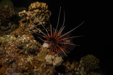 Kızıl Deniz 'deki aslan balığı renkli balık, Eilat Israel