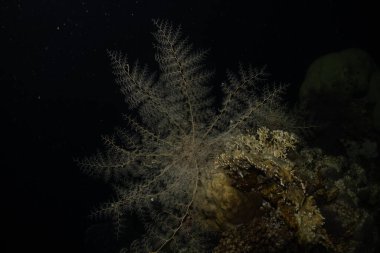 Kızıldeniz 'deki mercan resifi ve su bitkileri, Eilat Israel