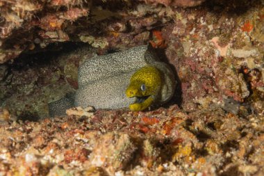 Moray eel Mooray lycodontis Kızıldenizde dalgalanma, Eilat Israel