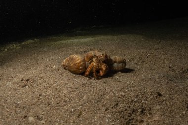 Kızıl Deniz 'deki keşiş yengeci Renkli ve güzel, Eilat Israel