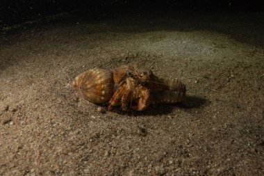 Kızıl Deniz 'deki keşiş yengeci Renkli ve güzel, Eilat Israel