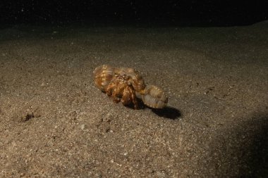 Kızıl Deniz 'deki keşiş yengeci Renkli ve güzel, Eilat Israel