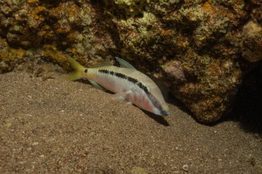 Kızıl Denizde yüzen balıklar, renkli balıklar, Eilat İsrail