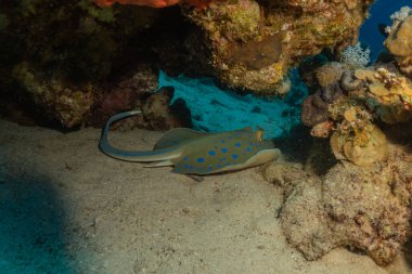 Mavi benekli vatoz Kızıldeniz 'in deniz tabanında
