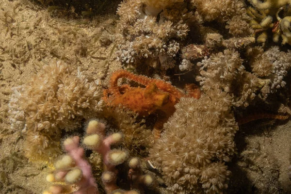 Octopus king of camouflage in the Red Sea, Eilat Israel