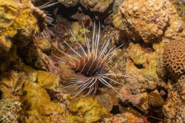 Kızıl Deniz 'deki aslan balığı renkli balık, Eilat Israel