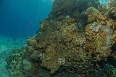 Kızıldeniz 'deki mercan resifi ve su bitkileri, Eilat Israel