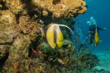 Kızıl Denizde yüzen balıklar, renkli balıklar, Eilat İsrail