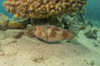 Kızıl Denizde yüzen balıklar, renkli balıklar, Eilat İsrail