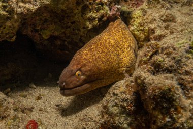 Moray eel Mooray lycodontis Kızıldenizde dalgalanma, Eilat Israel