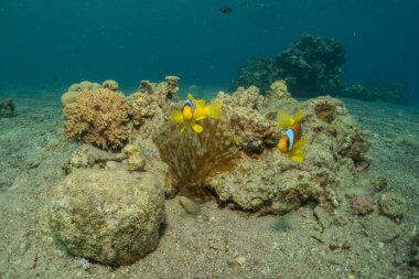 Kızıldeniz 'deki mercan resifi ve su bitkileri, Eilat Israel
