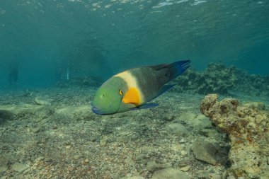 Kızıl Denizde yüzen balıklar, renkli balıklar, Eilat İsrail