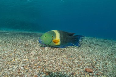 Kızıl Denizde yüzen balıklar, renkli balıklar, Eilat İsrail