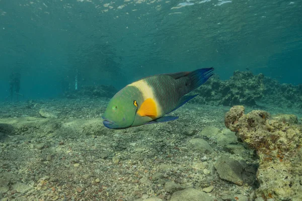 Kızıl Denizde yüzen balıklar, renkli balıklar, Eilat İsrail