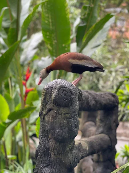 Fantastiska Tropiska Fåglar Från Costa Rica — Stockfoto