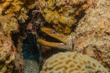 Moray eel Mooray lycodontis Kızıldenizde dalgalanma, Eilat Israel