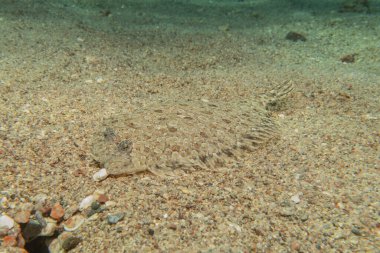 Kızıl Denizde yüzen balıklar, renkli balıklar, Eilat İsrail