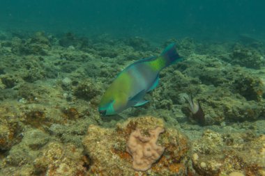 Kızıl Denizde yüzen balıklar, renkli balıklar, Eilat İsrail
