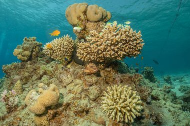 Kızıldeniz 'deki mercan resifi ve su bitkileri, Eilat Israel